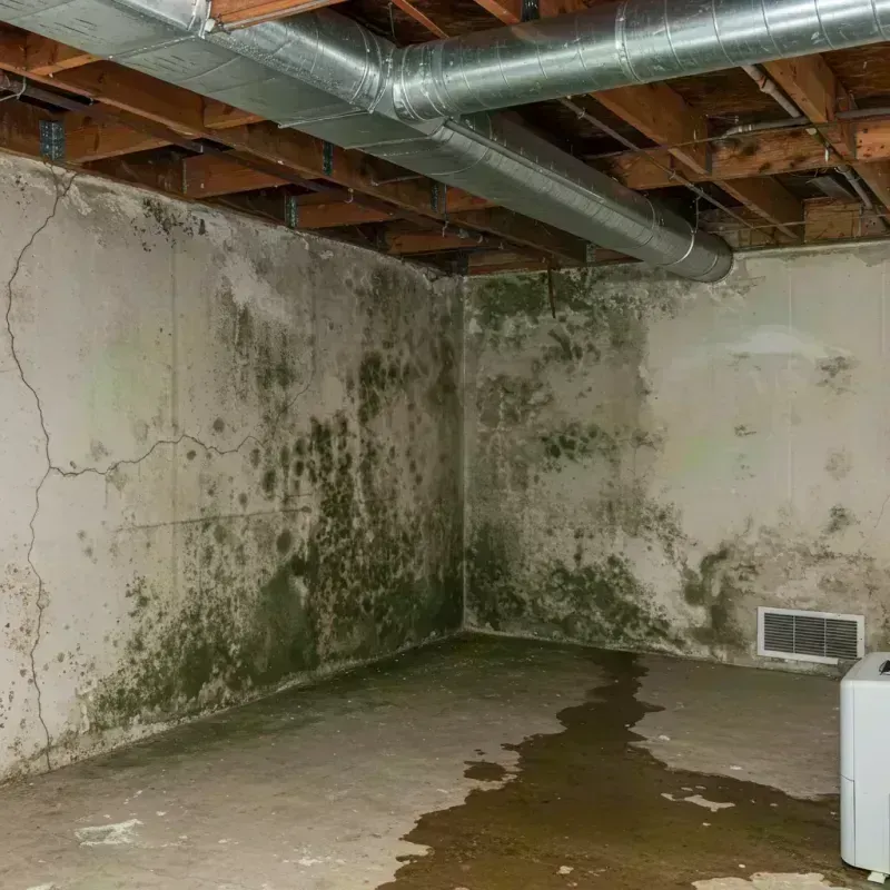 Professional Mold Removal in Barbourmeade, KY